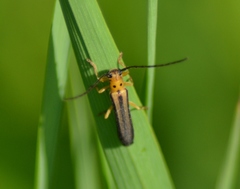 Oberea tripunctata