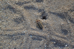 Pyractomena angulata