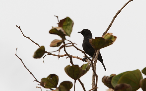 White-fronted Black Chat (Oenanthe albifrons), photo 5