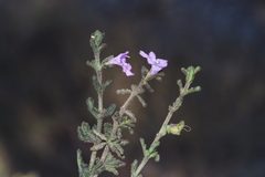 Prostanthera cryptandroides euphrasioides
