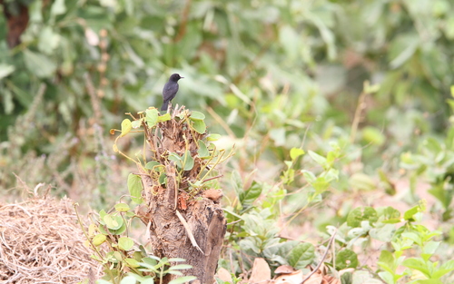 White-fronted Black Chat (Oenanthe albifrons), photo 4