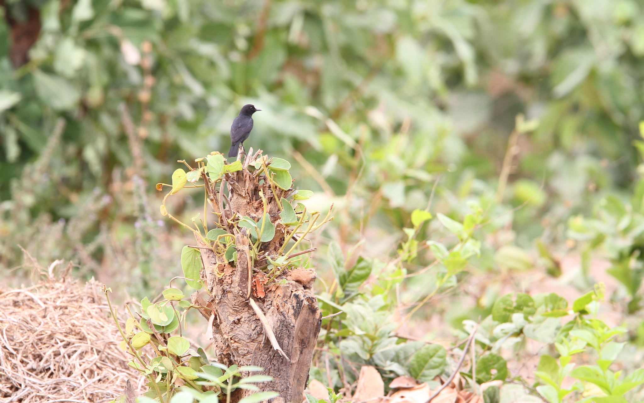 White-fronted Black-Chat illustration