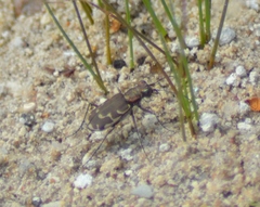 Cicindela repanda repanda