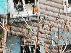 Spizixos semitorques