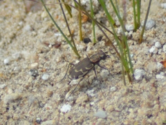 Cicindela repanda repanda