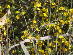 Hibbertia acerosa