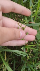 Capsella bursa-pastoris