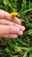 Scorzoneroides autumnalis