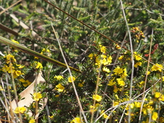Hibbertia acerosa