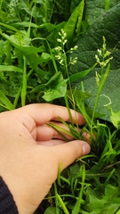 Poa annua