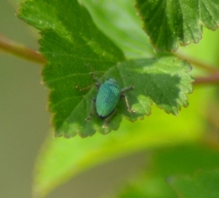 Polydrusus impressifrons