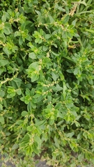 Polygonum