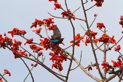Lamprotornis chalybaeus