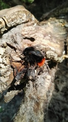 Bombus lapidarius