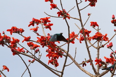 Lamprotornis chalybaeus