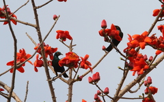 Lamprotornis chalcurus