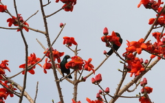 Lamprotornis chalcurus