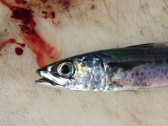 Scomber australasicus