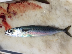 Scomber australasicus