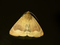Dysgonia monogona