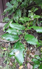 Salix pyrolifolia