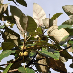 Ficus padana
