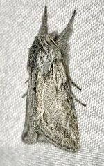 Pleromelloida cinerea