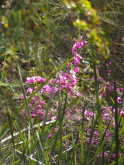 Gompholobium scabrum