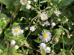 Erigeron annuus