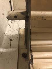 Smeringopus pallidus