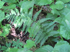 Dryopteris celsa
