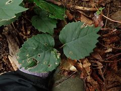 Hydrangea hydrangeoides