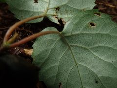 Hydrangea hydrangeoides