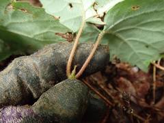 Hydrangea hydrangeoides