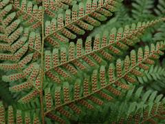Dryopteris erythrosora