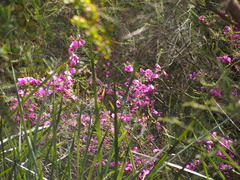 Gompholobium scabrum