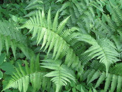 Dryopteris celsa