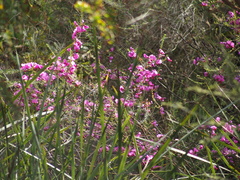 Gompholobium scabrum