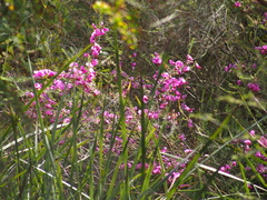 Gompholobium scabrum