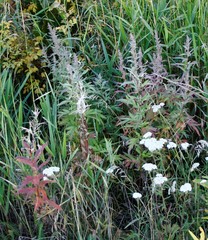 Artemisia vulgaris kamtschatica