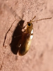 Systena marginalis