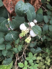 Symphoricarpos albus