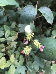 Symphoricarpos albus