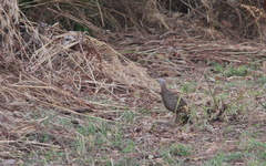 Pternistis bicalcaratus