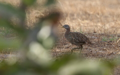 Pternistis bicalcaratus