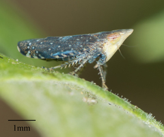 Scaphytopius loricatus