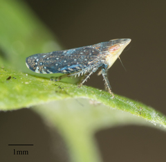 Scaphytopius loricatus