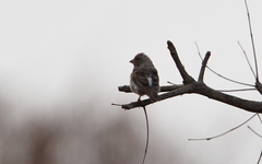 Crithagra leucopygia