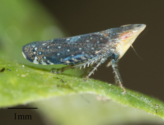 Scaphytopius loricatus