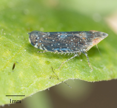 Scaphytopius loricatus